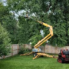 Professional Tree Services in Battle Ground, WA