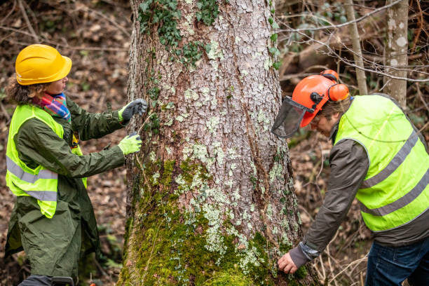 Best Leaf Removal  in Battle Ground, WA