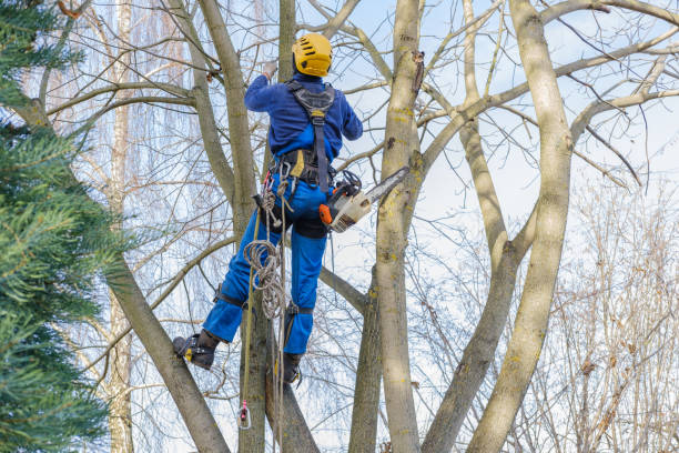 Best Root Management and Removal  in Battle Ground, WA