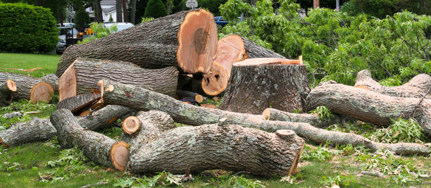 Best Storm Damage Tree Cleanup  in Battle Ground, WA